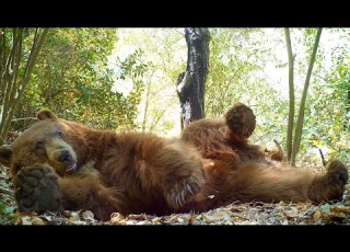 Wilford The Bear Makes A Bed And Takes A Nap In The Angeles National Forest
