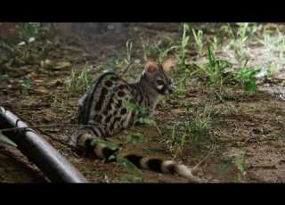  This Genet Sat Patiently Until Dinner Arrived