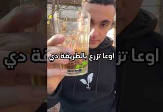 نتيجة زراعة الكزبرة بعد شهر