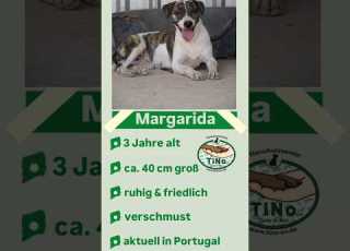 Margarida 10 2025 Schleicht Sich In Dein Herz