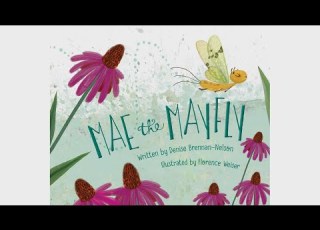  Story Mae The Mayfly