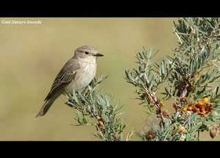  Spotted Flycatcher Call Spotted Flycatcher Song