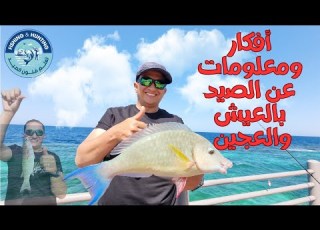 أفكار ومعلومات عن الصيد بالعيش والعجين