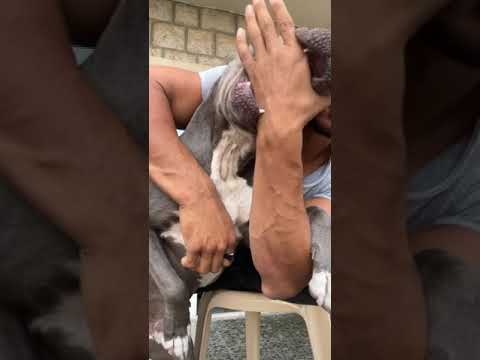 هل الكلب يعض صاحبه