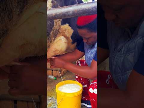 Good Good Morning From Laikipia County Ngobit The Day Starts Like This To Most Farmers