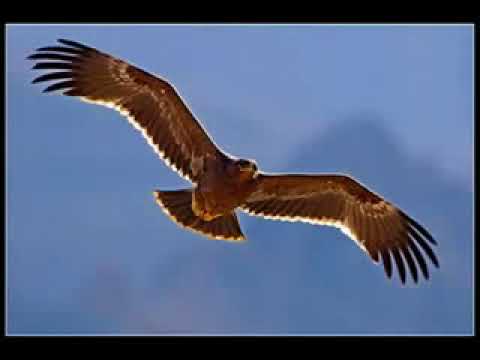 عبد الكريم البنزرتي بالله يا طير البراري عبد الكريم البنزرتي بالله يا طير البراري