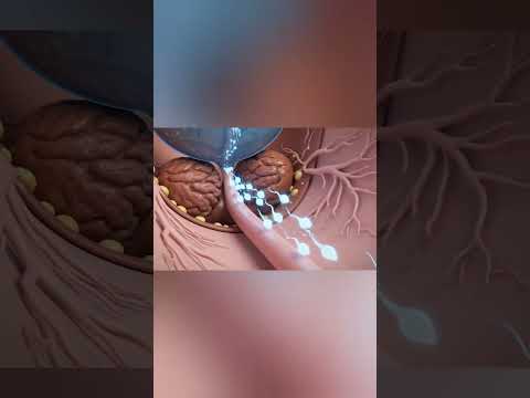 The Function Of The Prostate Gland In Semen Formation