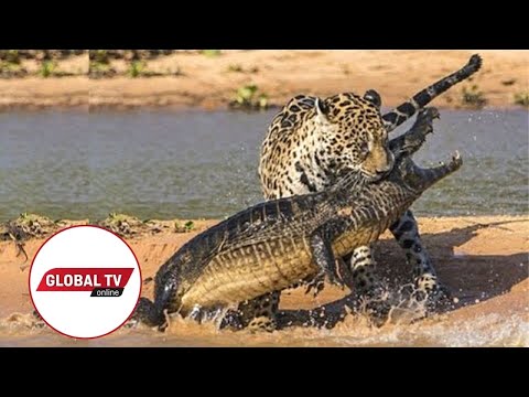 LIVE Kutoka Mbuga Za Wanyama Serengeti Tanzania
