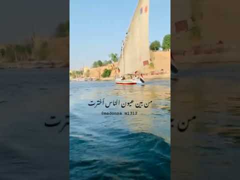 الكينج محمد منير يا حمام بتنوح ليه