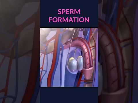 Sperm Formation Shorts