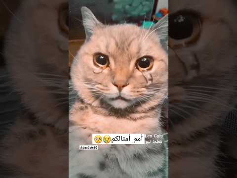 A Cat Is Crying قطة تبكي Cats Cat Leocats قطط ليو قطط قطة
