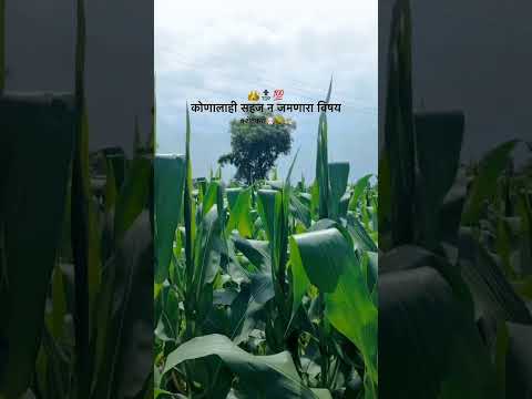 Shetkari Farming Agriculture Baliraja Naadekachbailgadasharyat Sheti Nature Royalshetkari