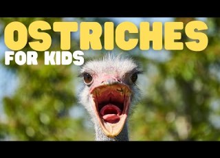 Ostriches For Kids Learn All About The Biggest Birds In The World