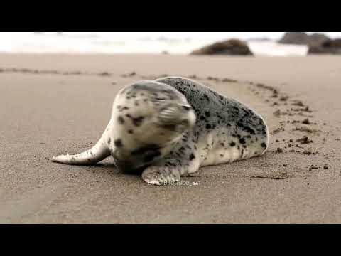 BT Best Ethiopian Eritrea Instrumental Music Vol 1