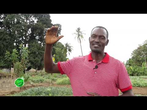 KILIMO CHA MBOGA MBOGA JIJINI Dar Es Salaam