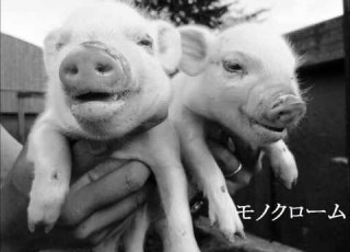 モノクローム コブクロ ぶた