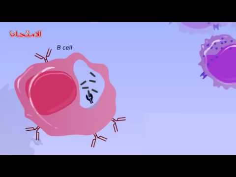 الأحياء 3ث المناعة المناعة الخلطية المناعة بالأجسام المضادة