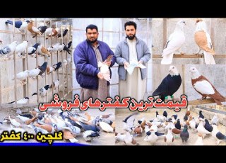 قیمت ترین کفترهای فروشی کابل The Most Expensive Pigeons In Kabul 300 000 Afghanis