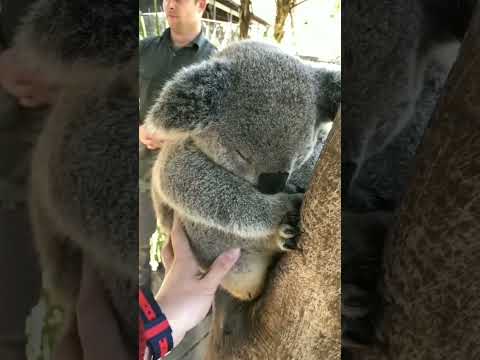 لا يملك الكوالا أي وقت على الإطلاق للألعاب