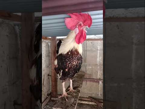 صياح ديك بصوت عالي Animals Duck Sound Chicken Egg Farming Funny Shorts Shortvideo