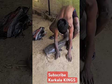 50 Kgs Biggest Catfish African Catfish Magur Machli Mushi Fish Largest Catfish Fish Shorts