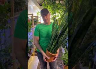  صبار جلد النمر سنسفيريا Sansevieria Black Coral