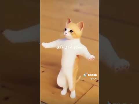 علاوي لاوي لاوي