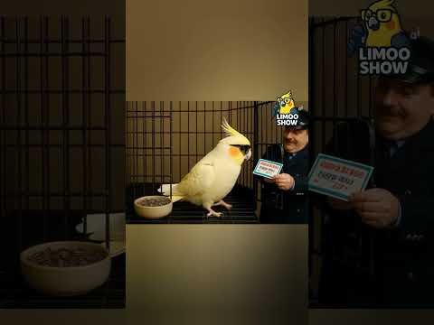 وقتی لیموی اختلاسگر رفت زندان VIP و فهمید زندانش لاکچری تر از خونه ست Funny Cockatiel Prison Story