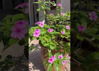 زهرة البفتة هيا الدوسري زراعة طبيعة