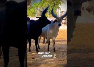  Kankrej Cow New Video Kamlesh Rabari Dabhor Top Quality Kankrej Kankrejcow Kamlesh Rabari Dabhor