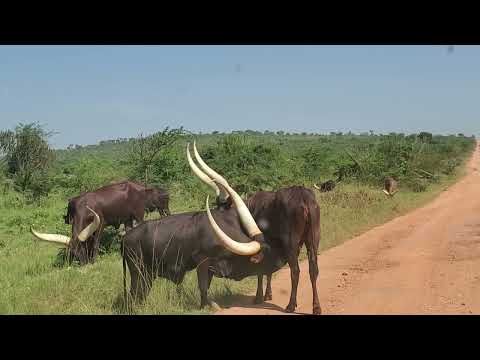 The Long Horned Ankole Cows