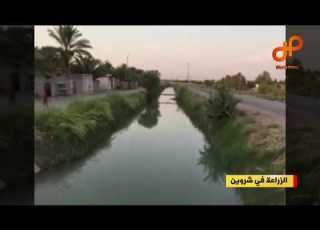 الزراعة في شروين