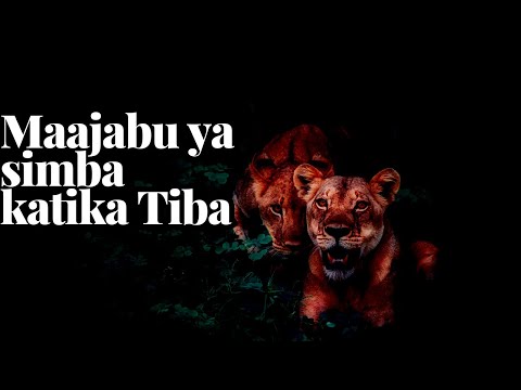 MAAJABU YA SIMBA KATIKA TIBA