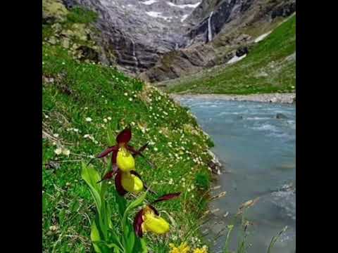 المداح الشيخ سلمان البري المعماري