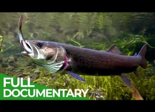 Alpine Rivers The Cradle Of Life Free Documentary Nature
