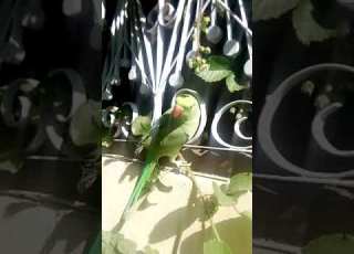 جنگلی طوطا پاکستان Wild Parrot