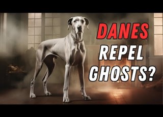 Great Dane Facts 10 Bizarre Things You Didn T Know