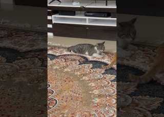 She Talking To His Brother داره با داداش صحبت میکنه