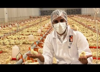 تغطية مزارع شركة دواجن المتحدة في الكويت طريقة انتاج الدواجن من البيضه الى أن تصل لنا جاهزه