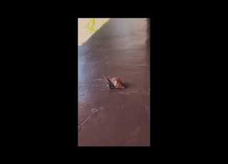  Girl From Philippines Crushing Snail Under Her Sandals Https Www Patreon Com C CrushASMR0