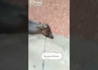  جاموسه ت على مهرجان شيماء
