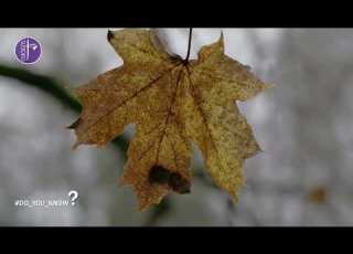 تعد قارة آسيا الموطن الأصلي لمعظم أنواعه فقرة Do You Know عن القيقب Suboro Tv
