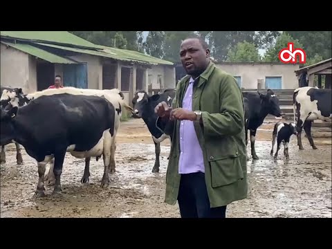 MP Sanga Government Should Invest In A Dairy Farm One Cow Produces 50 Liters Of Milk