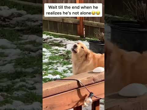 Best Videos Of The Year You Must Watch ShortVideo Trending