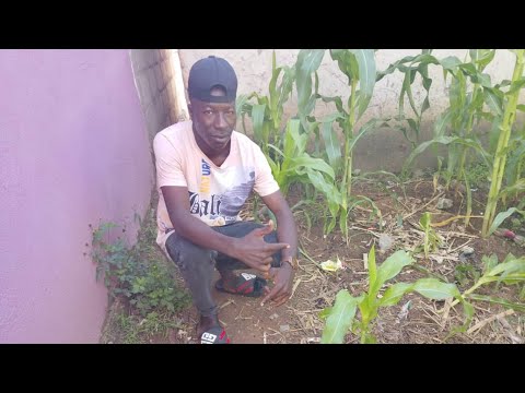 NZUNAYE WIPOLU FT BHUDAGALA SONG MAKOYE