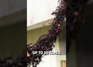  Army Of Ants Build A Bridge To Invade A Wasps Nest Viralhog