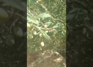 شجرة زيتون من نوع شملال ماشاء الله
