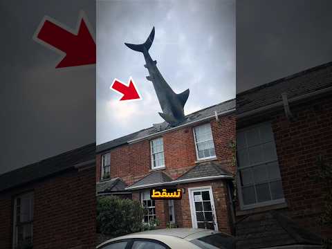 لماذا تسقط اسماك القرش من السماء