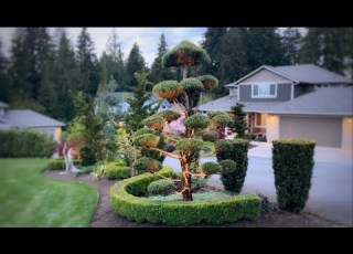 Meistern Sie Die Kunst Des Kiefernbeschneidens Beschneiden Gartentipps Propruner Propruner