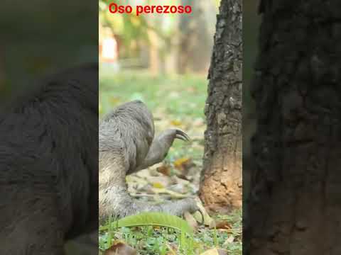 Oso Perezoso Curiosidades Interesante Oso Perezoso Animales